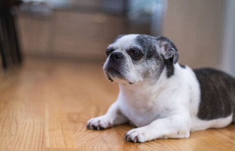 1CC – Ruby the Dog 2